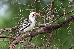 Northern Red-billed Hornbill